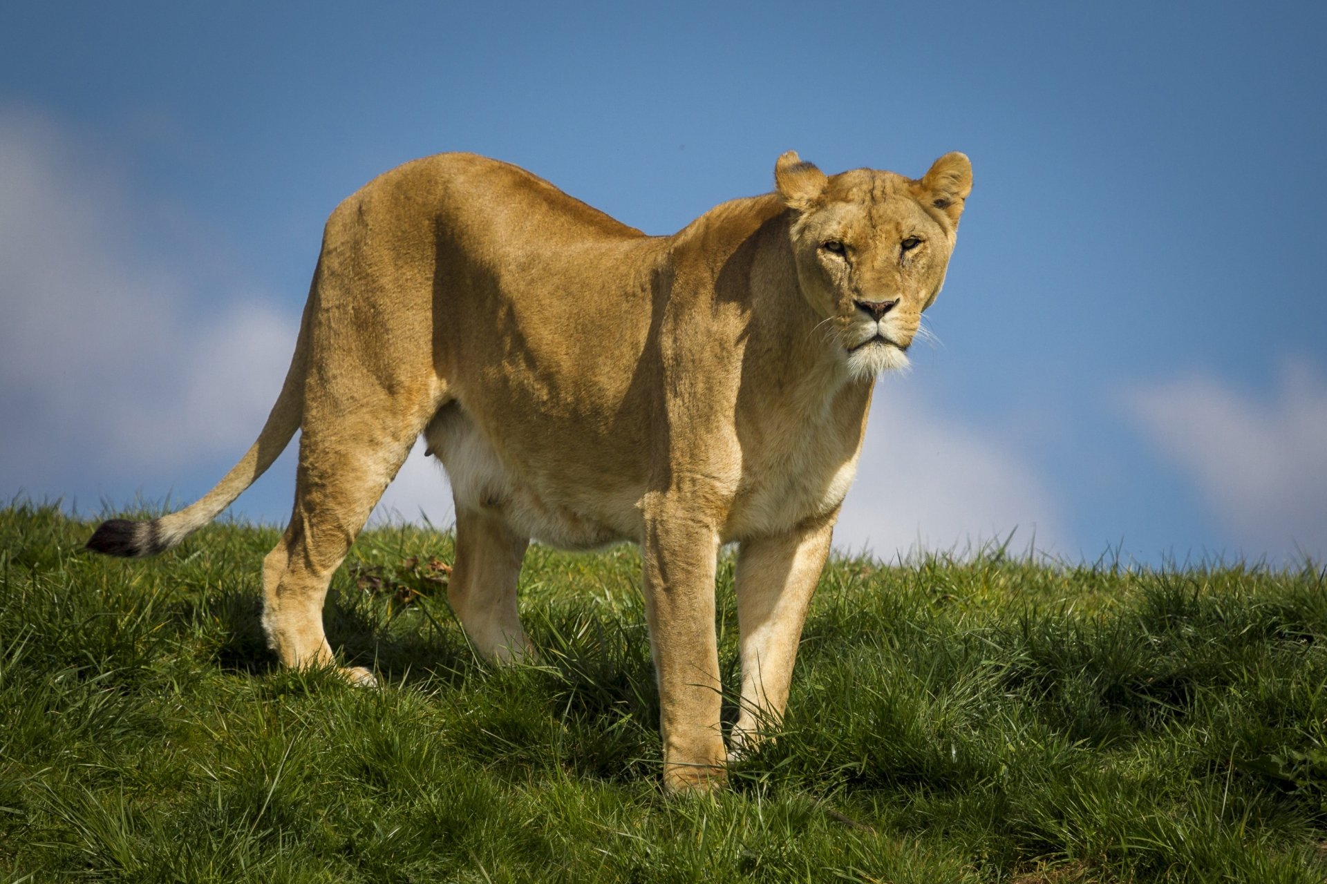 Download Lioness Animal Lion HD Wallpaper