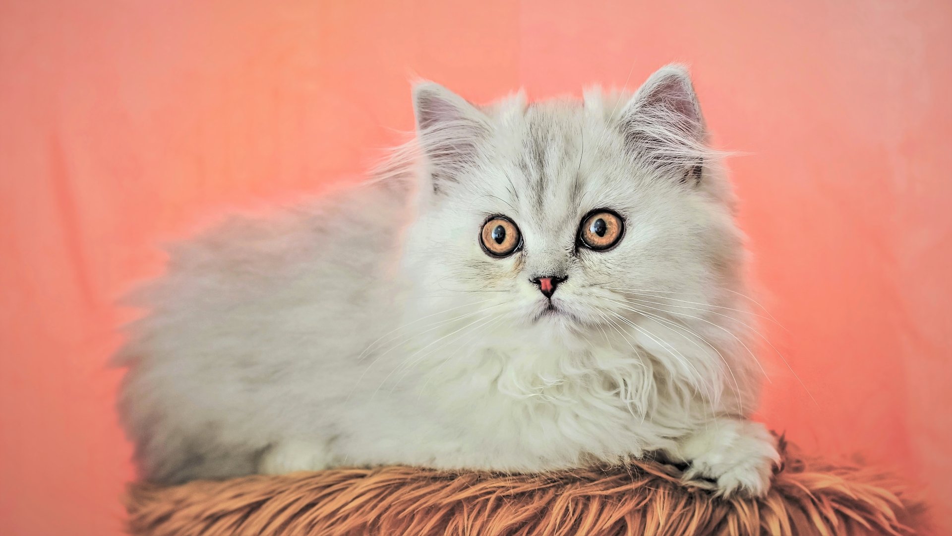 Ultra HD Fluffy Kitten Portrait – Adorable Cat Wallpaper | 3840x2160 ...