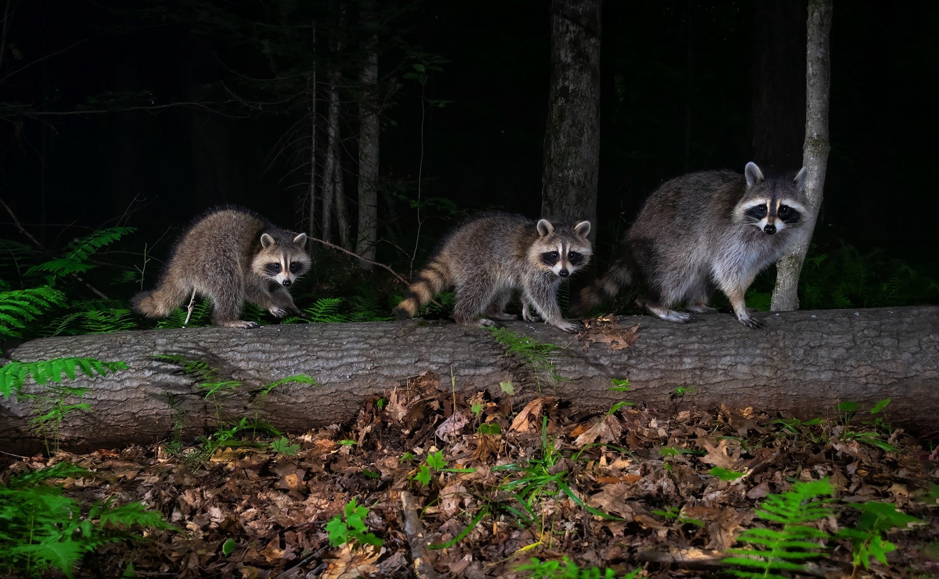 Download Log Animal Raccoon  HD Wallpaper