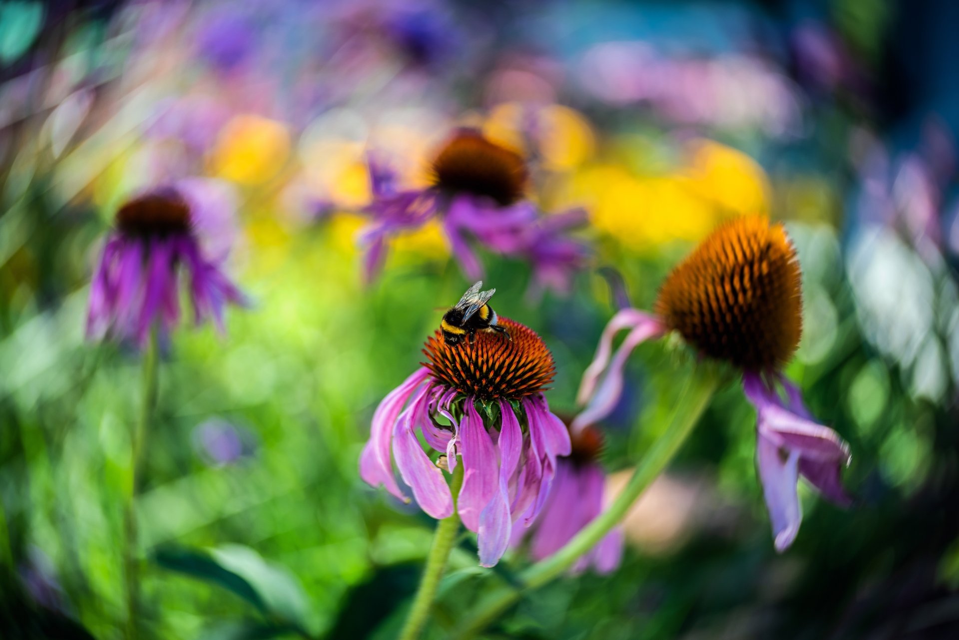 Download Echinacea Flower Macro Animal Bumblebee 4k Ultra HD Wallpaper