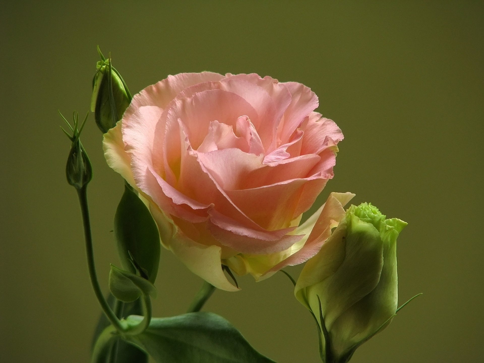 Download Eustoma Macro Nature Flower HD Wallpaper