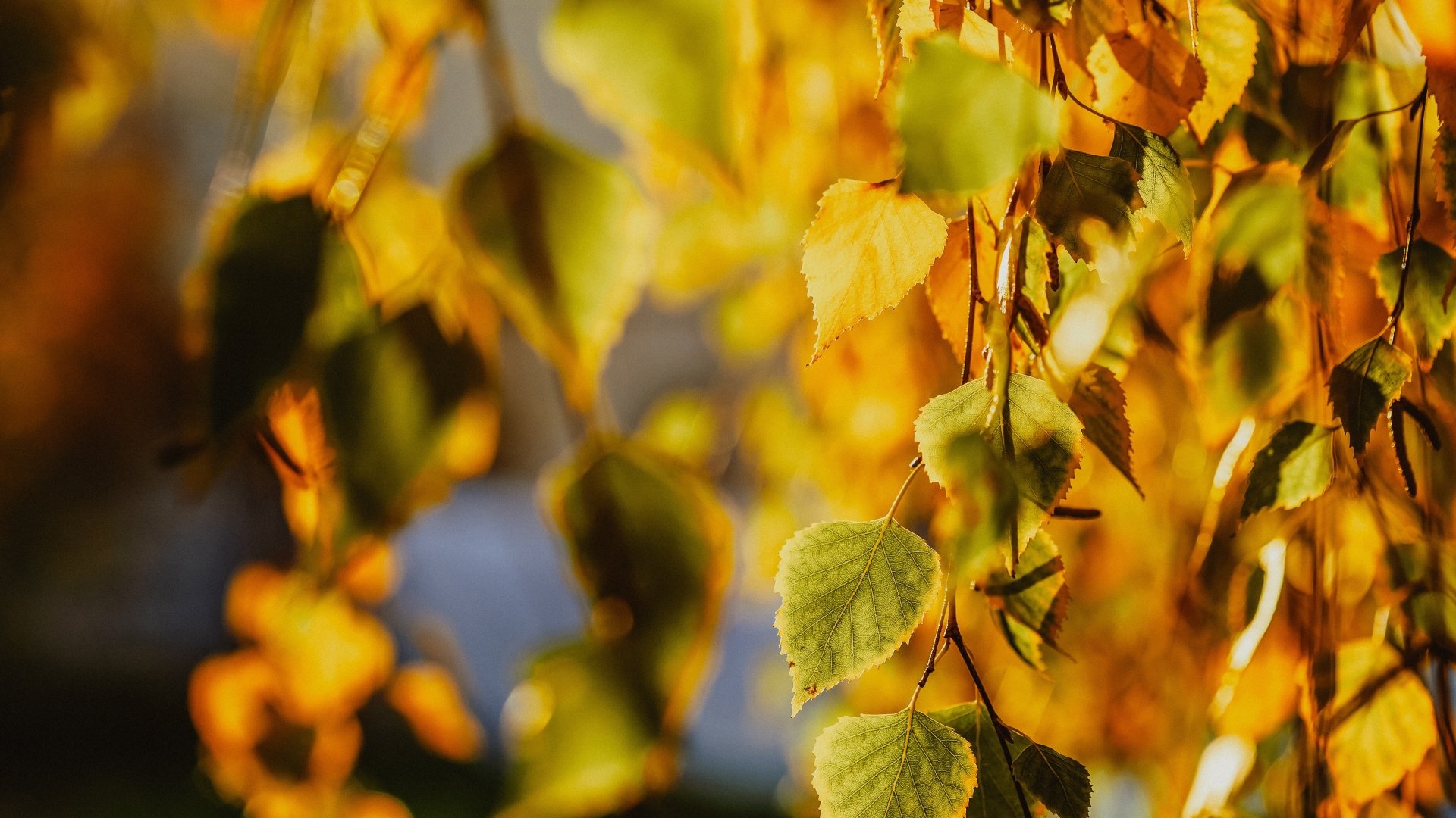 Close-up of golden birch leaves in fall, captured in vibrant detail for a 4K Ultra HD nature desktop wallpaper.