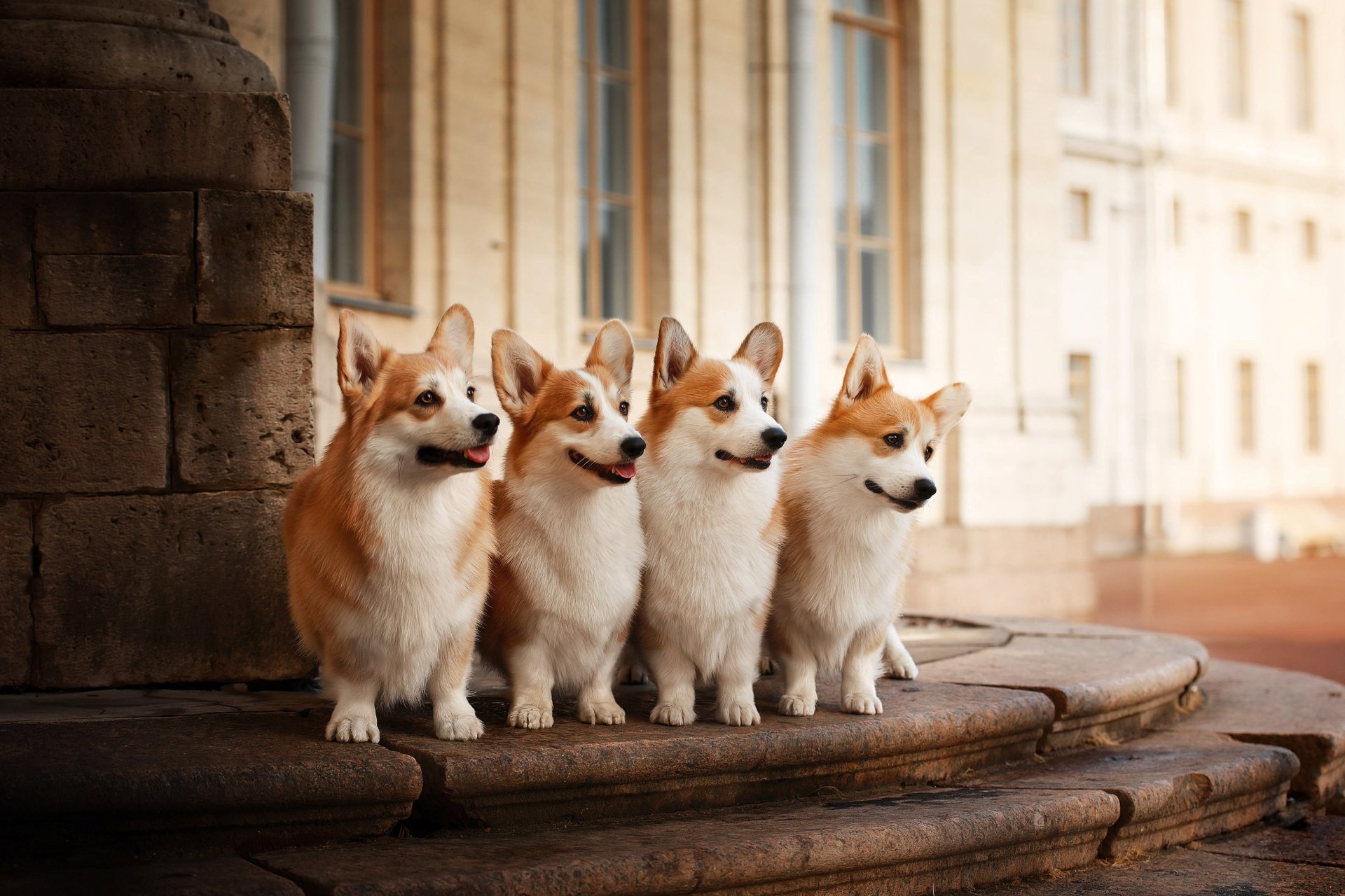 Corgi HD Wallpaper | Background Image | 3000x2000