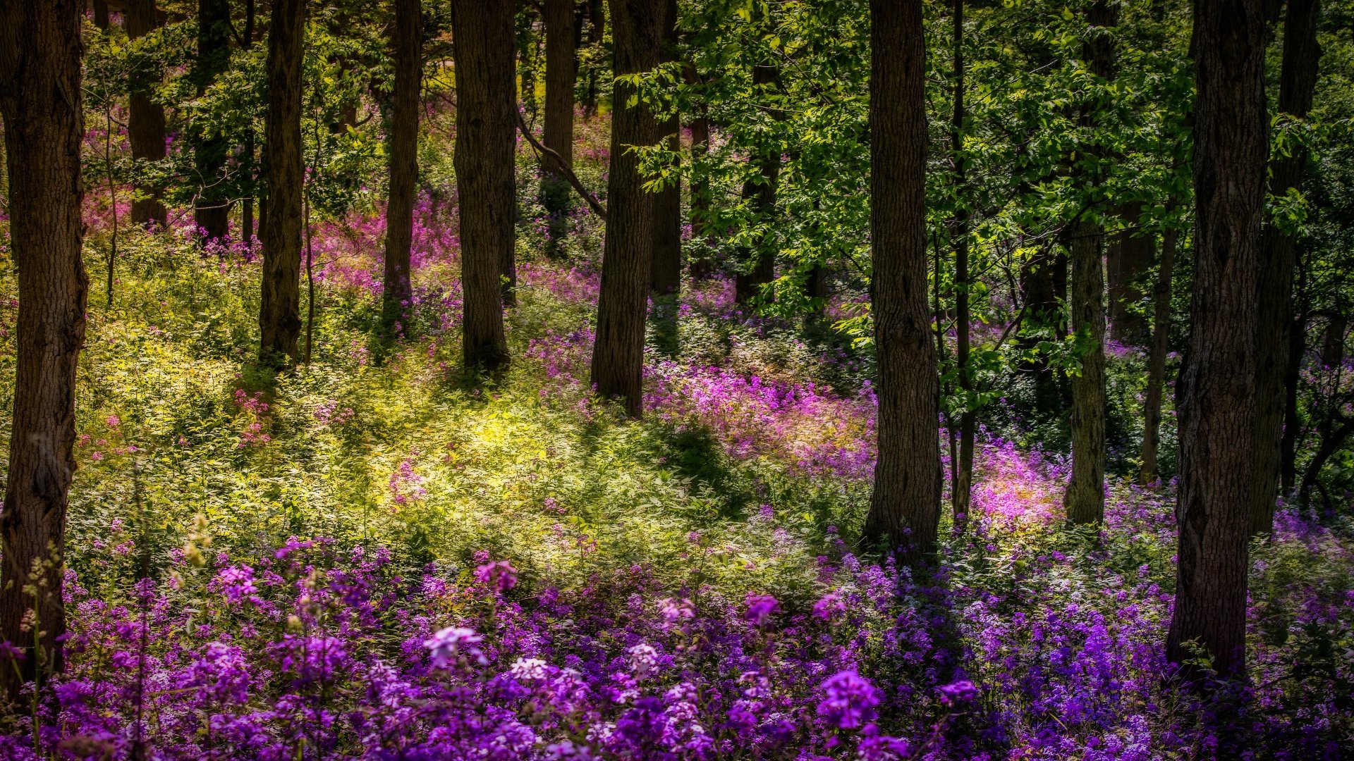 Download Phlox Thicket Summer Forest Nature Flower 4k Ultra HD Wallpaper