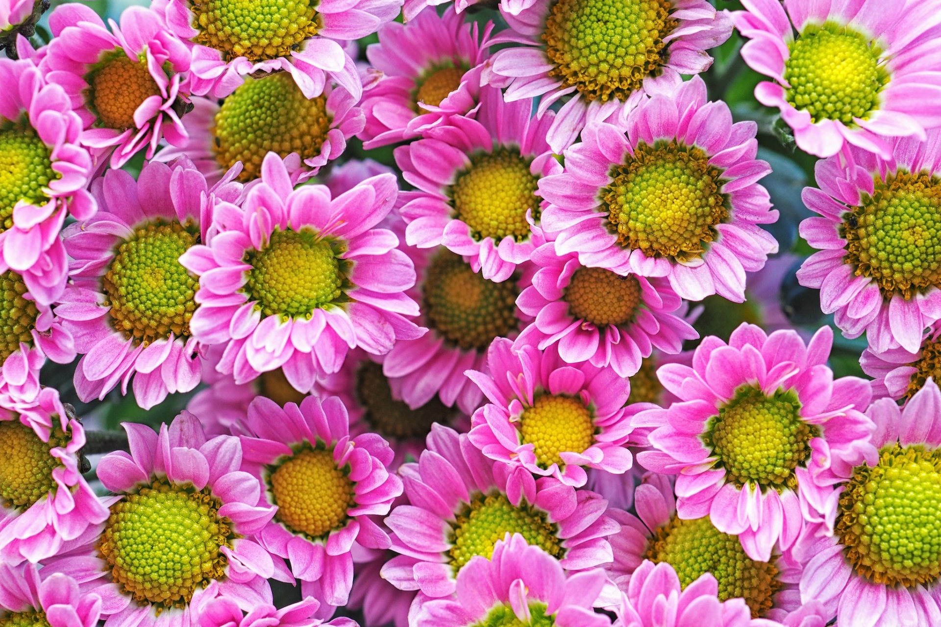 Chrysanthemum HD Wallpaper