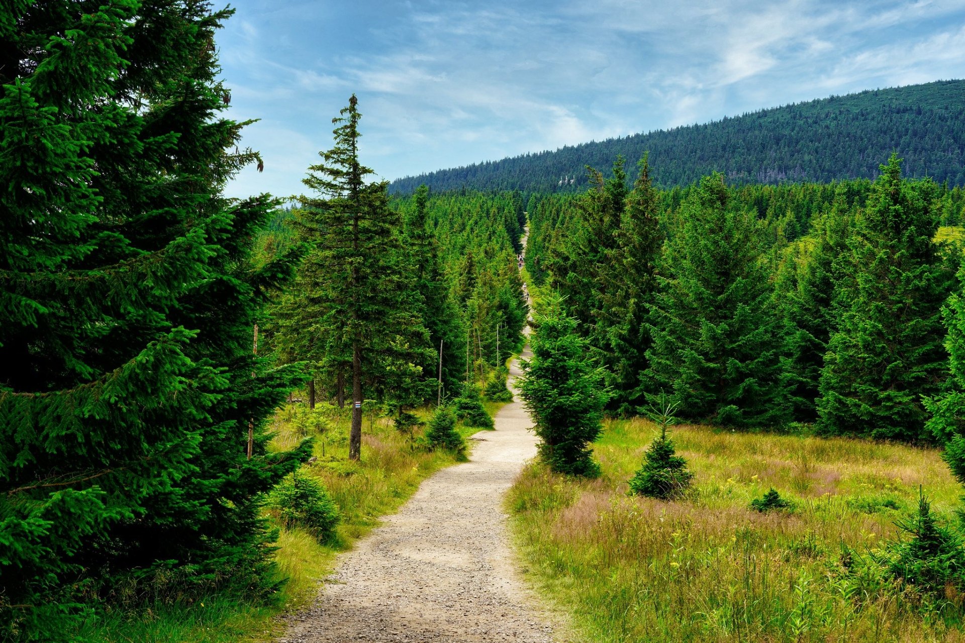 Download Fir Tree Forest Man Made Path HD Wallpaper