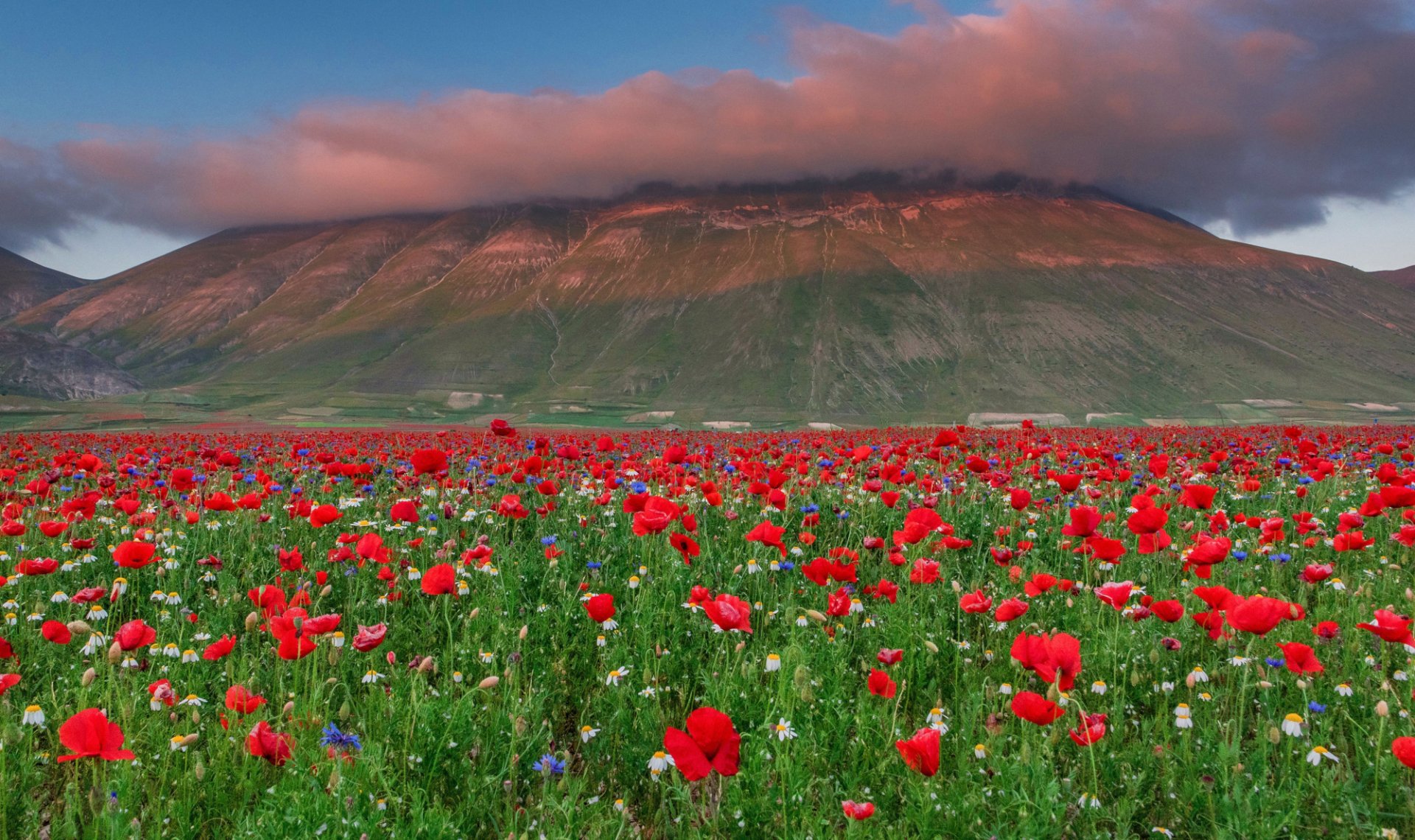 Download Meadow Mountain Flower Cloud Nature Poppy HD Wallpaper