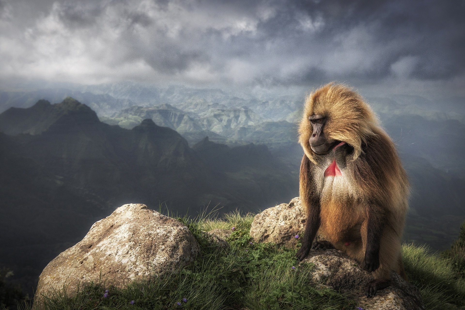 Download Baboon Monkey Animal Gelada HD Wallpaper
