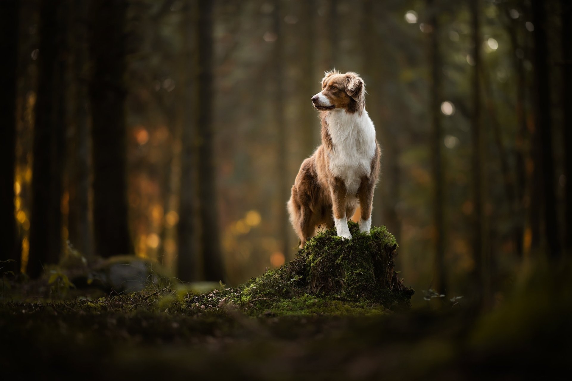 Border collie stands on a mossy stump in a serene forest — HD PC desktop wallpaper background with warm backlit trees.