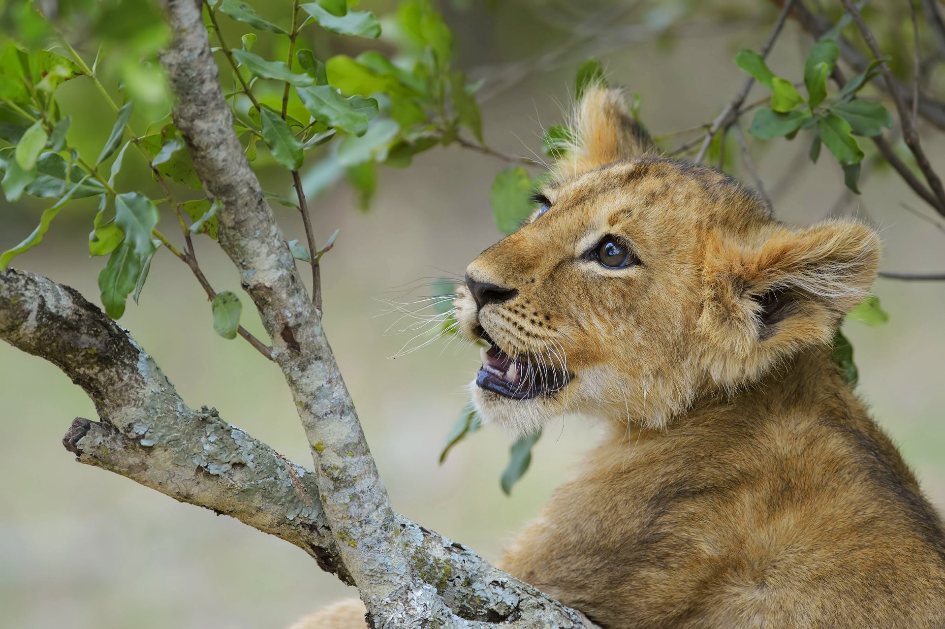 Download Cub Baby Animal Animal Lion HD Wallpaper