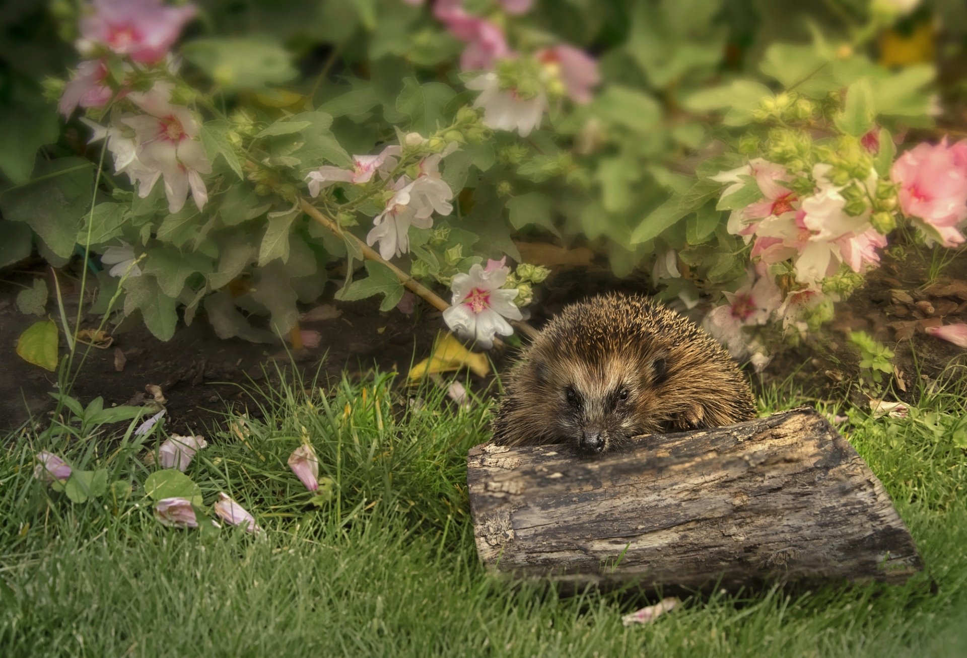 Hedgehog HD Wallpaper