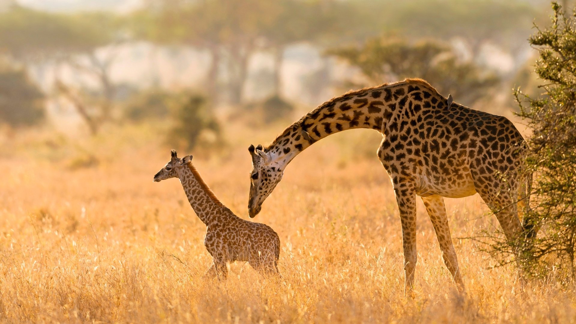 Download Baby Animal Animal Giraffe  HD Wallpaper