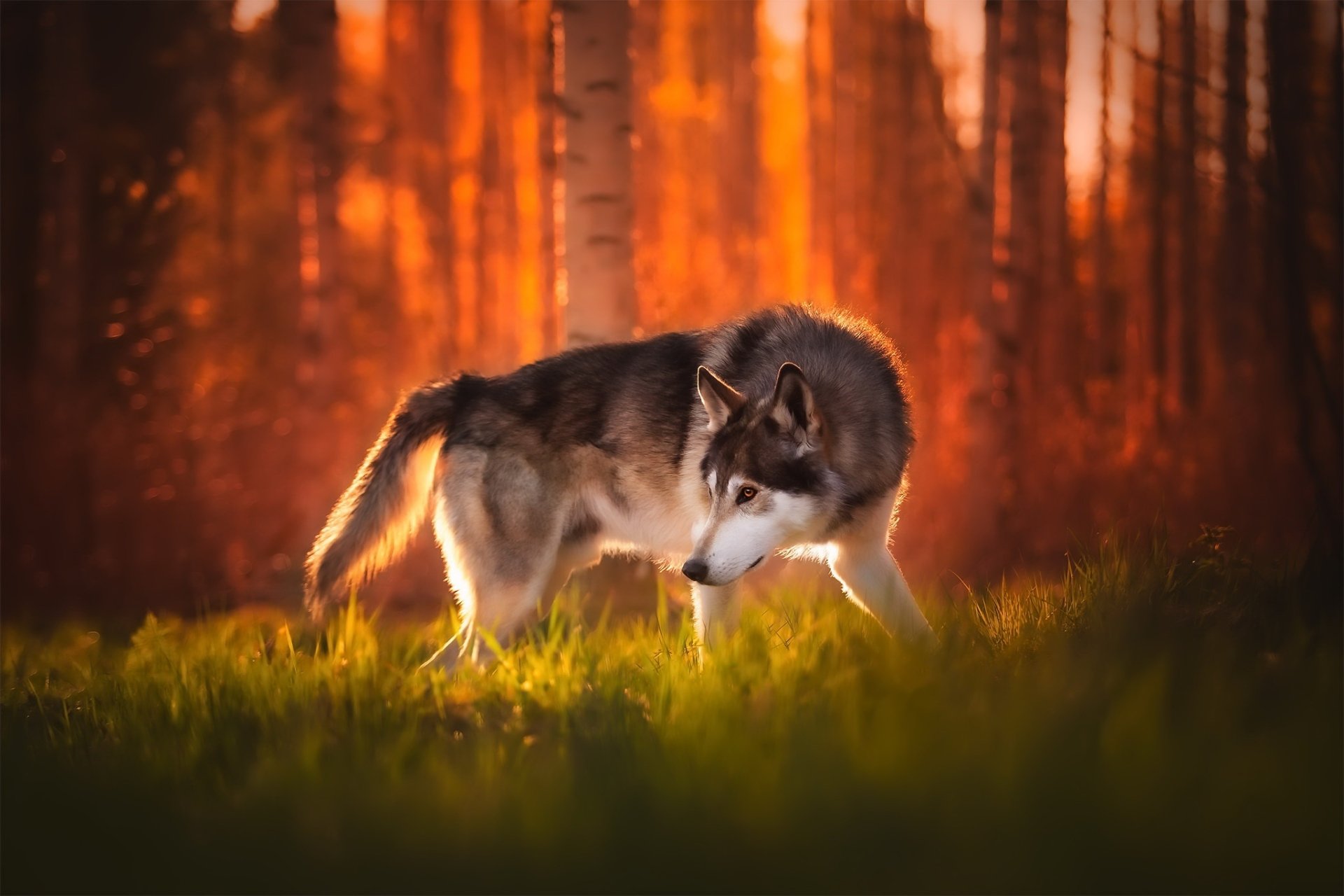 Download Dog Animal Wolfdog HD Wallpaper
