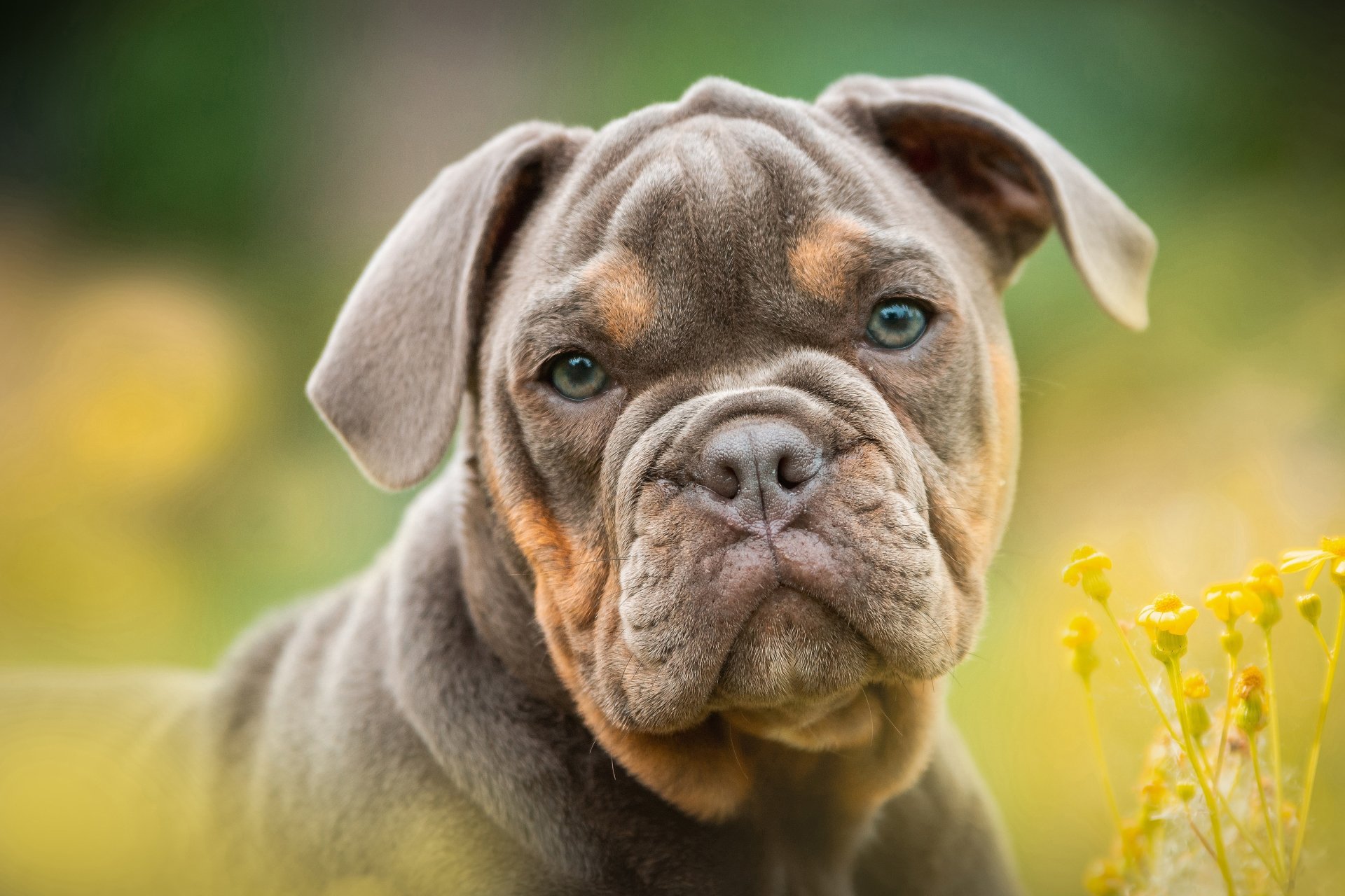 Download Baby Animal Puppy Dog Animal Bulldog 4k Ultra HD Wallpaper