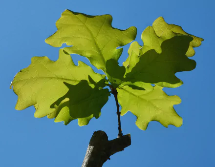 macro branch oak nature leaf HD Desktop Wallpaper | Background Image