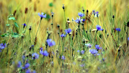 nature cornflower HD Desktop Wallpaper | Background Image