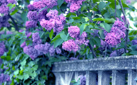 nature lilac HD Desktop Wallpaper | Background Image