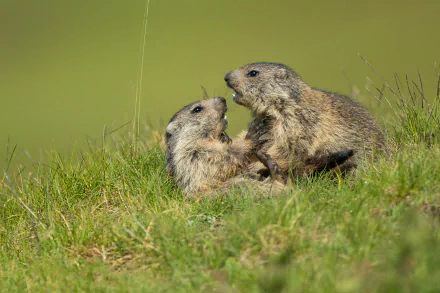 HD PC desktop wallpaper/background featuring two groundhog animals interacting on a sunlit grassy hillside, close-up nature scene.