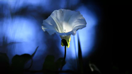 Close-up of a white bindweed blossom glowing against deep blue bokeh, nature scene rendered as a 4K Ultra HD PC desktop wallpaper and background.