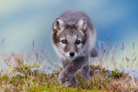 Animal arctic fox HD Desktop Wallpaper | Background Image