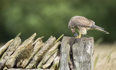 Animal kestrel HD Desktop Wallpaper | Background Image