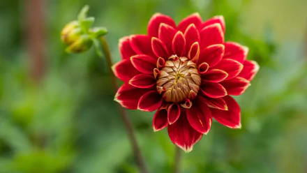 nature dahlia HD Desktop Wallpaper | Background Image
