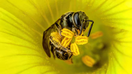 Animal bee HD Desktop Wallpaper | Background Image