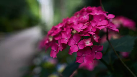 nature phlox HD Desktop Wallpaper | Background Image