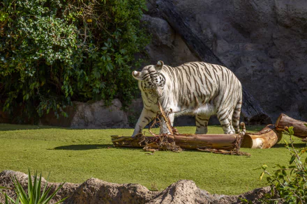 zoo Animal white tiger HD Desktop Wallpaper | Background Image