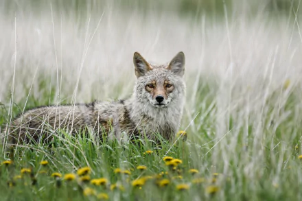 dandelion Animal coyote HD Desktop Wallpaper | Background Image