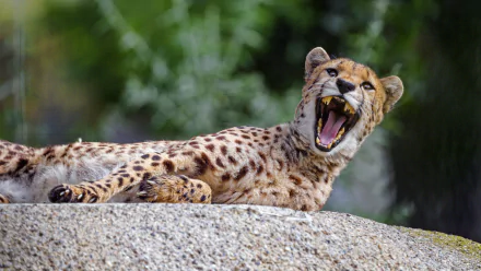 mouth Animal cheetah HD Desktop Wallpaper | Background Image