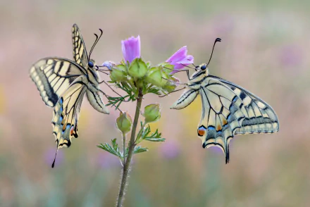 Macro shot of two swallowtail butterflies perched on a delicate purple flower, captured in stunning 4K Ultra HD as a vibrant PC desktop wallpaper background.