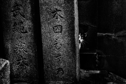Black-and-white HD PC desktop wallpaper: a cat peeks from a dark crevice between stone slabs engraved with hieroglyphs.
