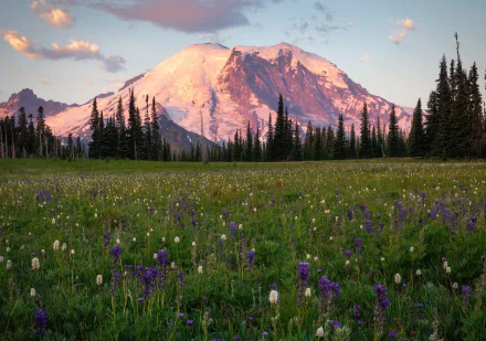 Snowy mountain rises behind a meadow of wildflowers and fir trees under a soft, pastel sky in this HD nature desktop wallpaper.