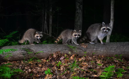 log Animal raccoon HD Desktop Wallpaper | Background Image