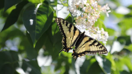lilac spring butterfly flower Animal swallowtail butterfly HD Desktop Wallpaper | Background Image