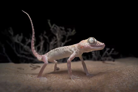 Gecko lizard on sand with sparse twigs against a dark backdrop — 2K Quad HD PC desktop wallpaper and background.