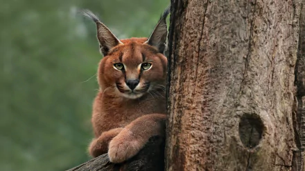 Animal caracal HD Desktop Wallpaper | Background Image