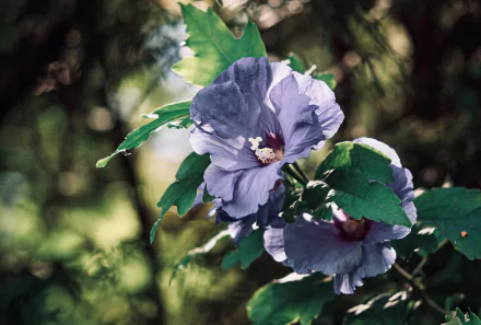 nature hibiscus HD Desktop Wallpaper | Background Image
