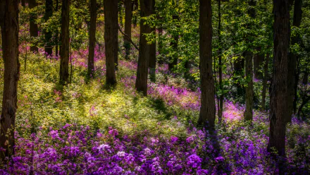 phlox thicket summer forest nature flower HD Desktop Wallpaper | Background Image