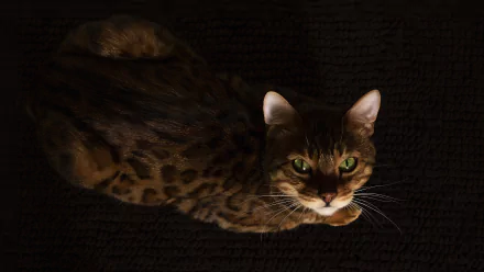 Animal bengal cat HD Desktop Wallpaper | Background Image