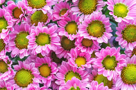 nature chrysanthemum HD Desktop Wallpaper | Background Image