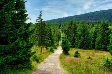 fir tree forest man made path HD Desktop Wallpaper | Background Image