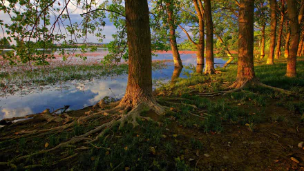 lake tree roots nature Tree Root HD Desktop Wallpaper | Background Image