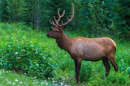 profile Animal deer HD Desktop Wallpaper | Background Image