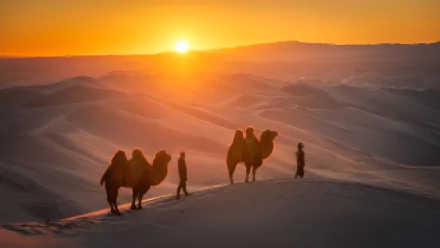 A HD desert landscape at sunset featuring a camel caravan with people walking across sand dunes, captured in warm sunlight for a striking desktop wallpaper.
