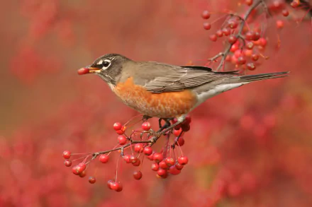 berry Animal american robin HD Desktop Wallpaper | Background Image