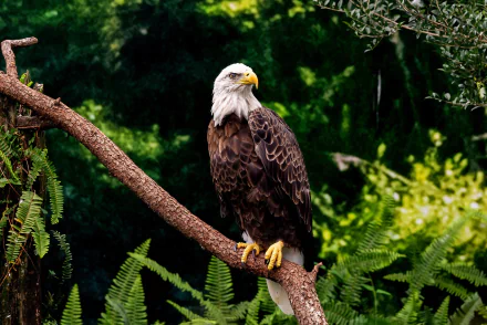 bird of prey Animal bald eagle HD Desktop Wallpaper | Background Image