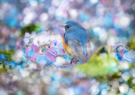 passerine bird flower Animal bluebird HD Desktop Wallpaper | Background Image
