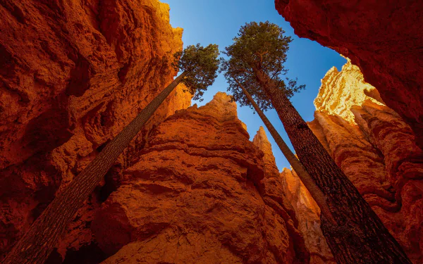 View looking up at tall pine trees surrounded by orange rock formations in Bryce Canyon National Park, USA, captured in vibrant 4K Ultra HD detail.